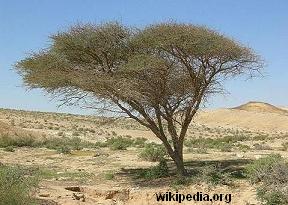 Acacia nilotica