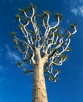 Aloés – árvore