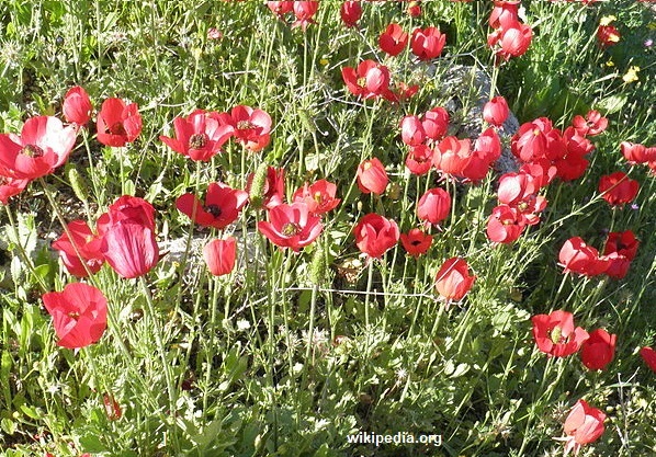 Anemona coronaria – campo