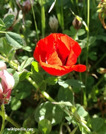 Anemona coronaria na Palestina