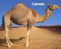 Camelo