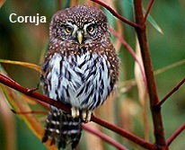 Coruja