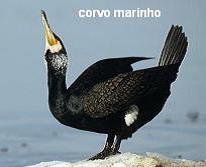 Corvo marinho