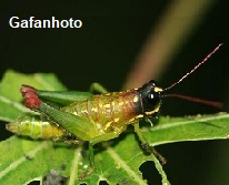 Gafanhoto
