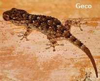 Geco