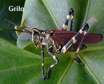 Grilo
