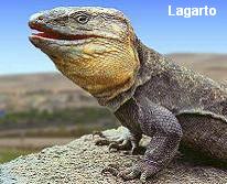 Lagarto