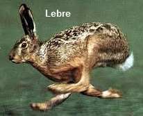 Lebre