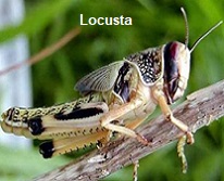 Locusta