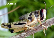 Locusta