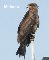 Milhano