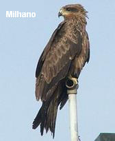 Milhano