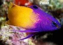 Peixe