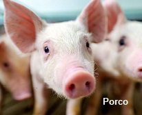 Porco