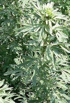 Artemisia absinthium – planta