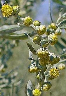 Artemisia absinthium – inflorescência