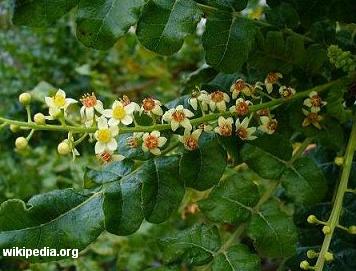 Boswellia sacra