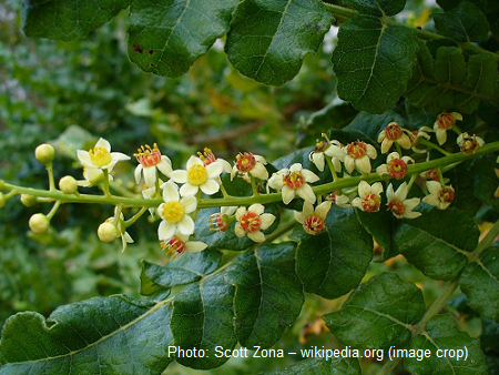 Boswellia sacra