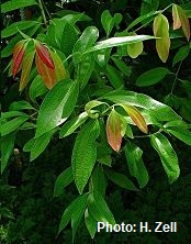 Canela – planta