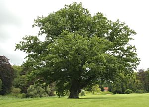 Carvalho – árvore