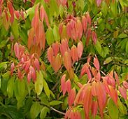 Cássia planta (Cinnamomum cassia)