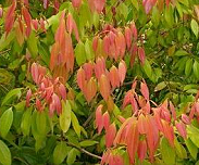 Cássia planta (Cinnamomum cassia)