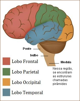 Cérebro Humano