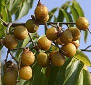 Cinamomo – fruto