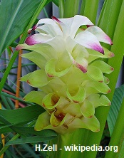 Açafrão – planta (curcuma)