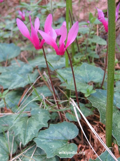 Cyclamen repandum