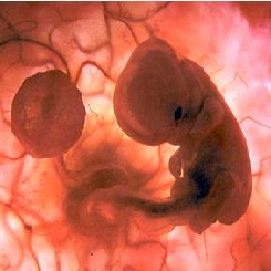 Feto de 2 meses