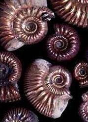 Conchas – achados fósseis