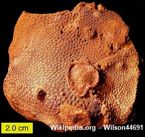 Fóssil de coral do Período Jurássico