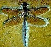 Fóssil de inseto em âmbar