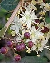 Flor de hena