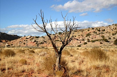 “Foi subindo como raiz de uma terra seca” Árvore seca no deserto