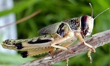Locusta