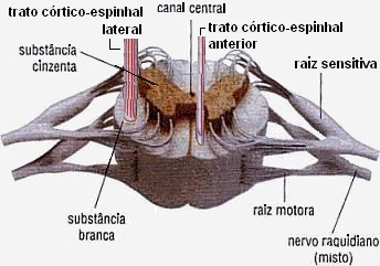 Medula Espinhal