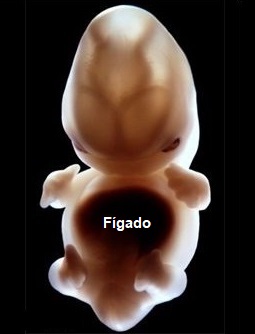 6 semanas