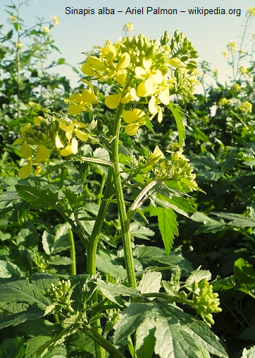 Mostarda branca – planta