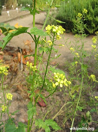 Mostarda branca – planta