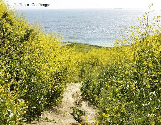Mostarda preta selvagem em floração na Califórnia