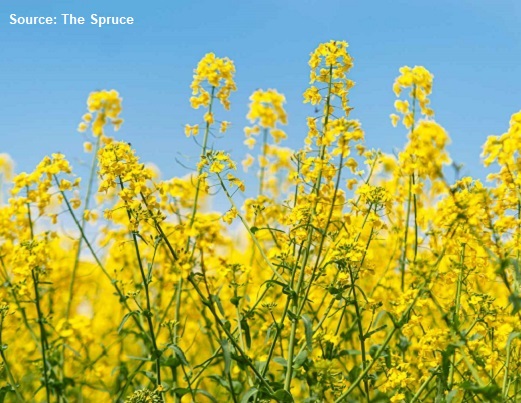Mostarda preta em floração