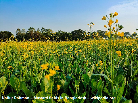 Mostarda castanha – campo em Bangladesh