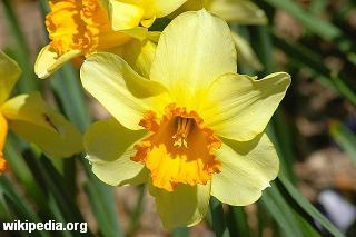 Narciso amarelo