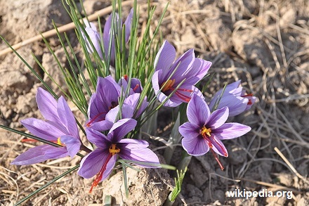 Crocus sativus – narciso (Is 35: 1)