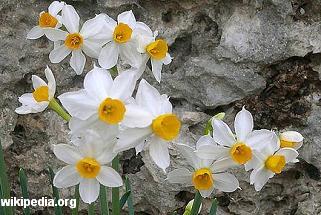 Narciso polianto (Narcisus tazetta L.)
