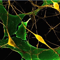 Neurônio