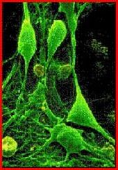 Neurônio