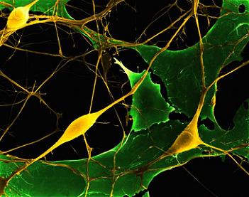 Neurônio